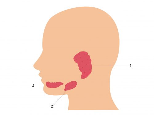 3 žlijezde u usnoj šupljini ( usnoj duplji )