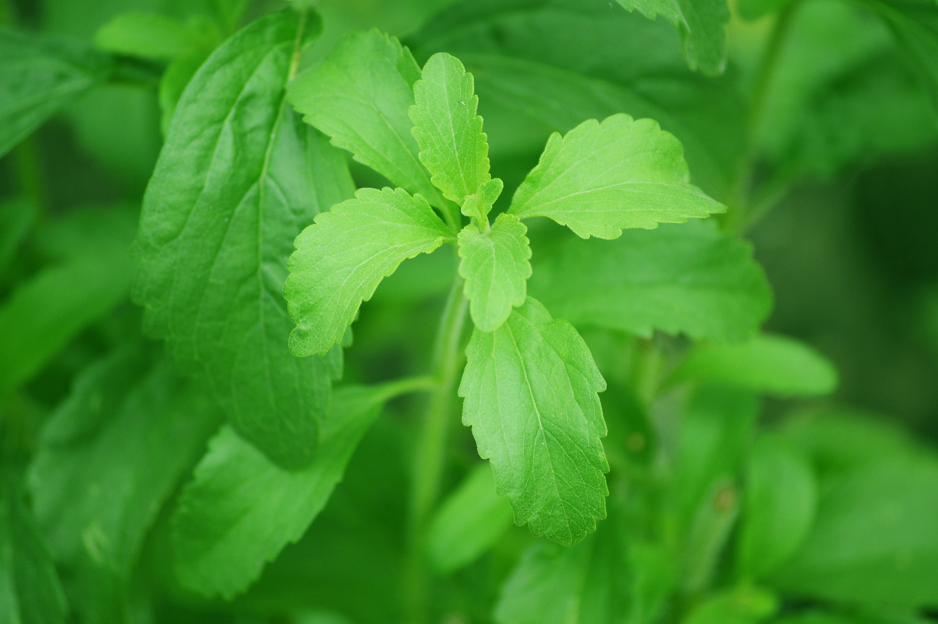 Stevia Herb - upotreba, korist i šteta