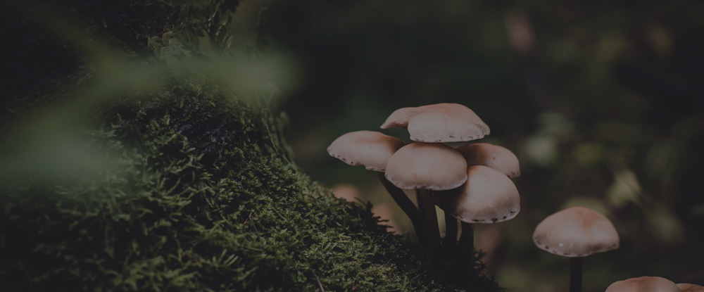 7 razloga zaüto je dobro konzumirati gljive