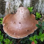 Medicinska gljiva Brezina guba (Fomitopsis betulina)