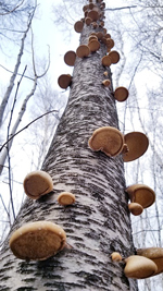 Brezina guba (fomitopsis betulina) na drvetu breze
